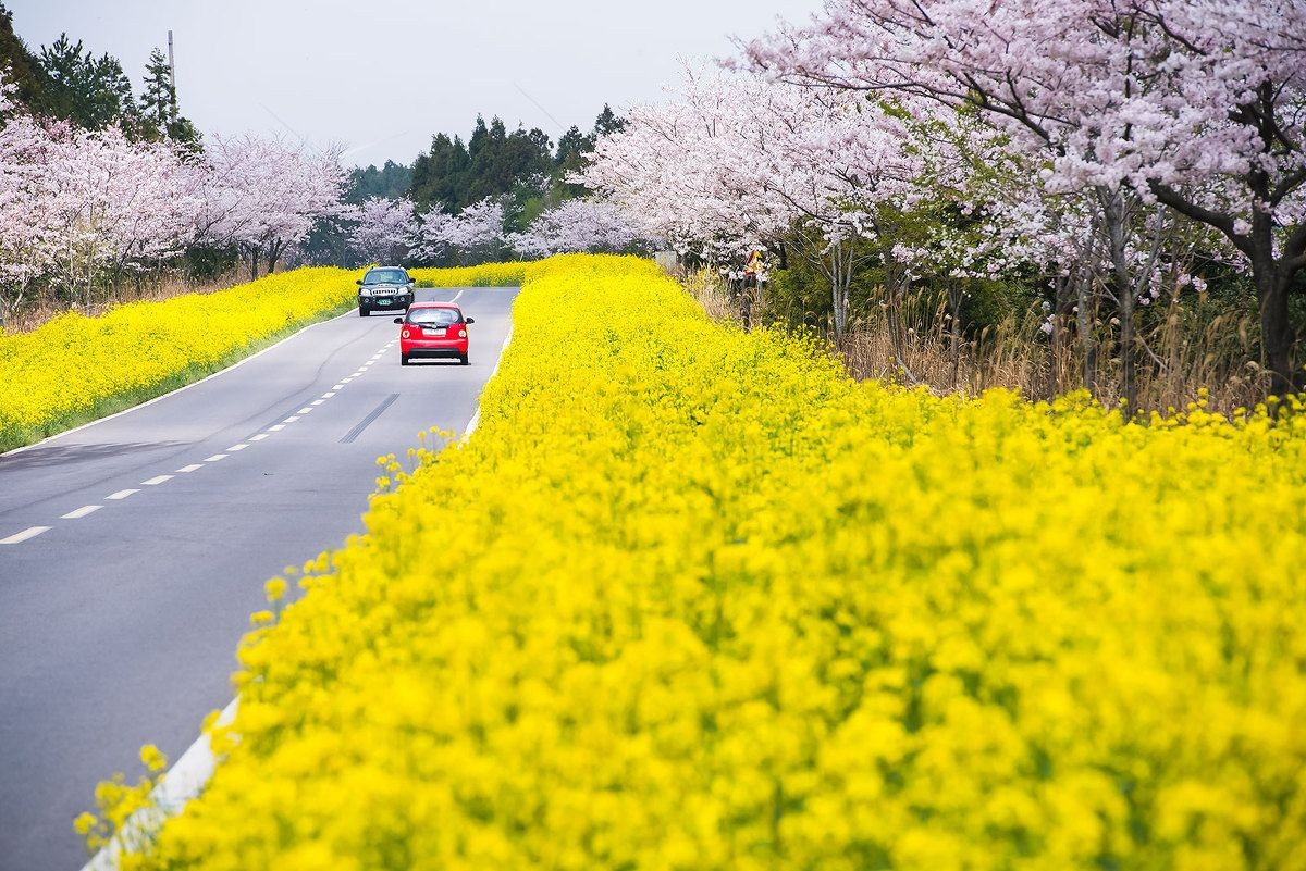 Mê mẩn nét đẹp lãng mạn mùa xuân đảo Jeju – ảnh 1