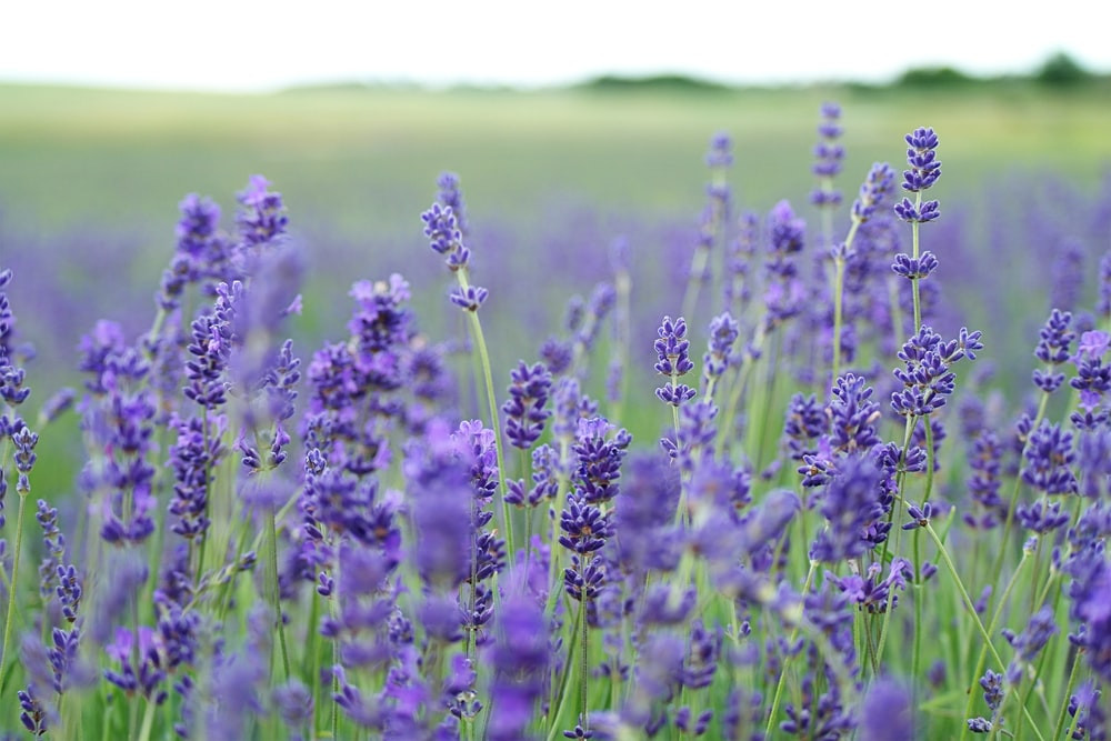 Nét đẹp thơ mộng của các cánh đồng hoa Lavender tại Pháp - ảnh 1