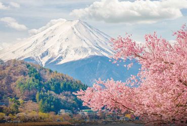 Hoa anh đào Nhật Bản mê hoặc hồn người