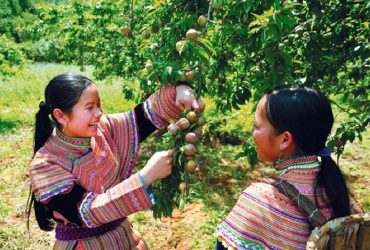 Mộc Châu - nơi có mận chín vào mùa hè