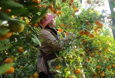 Vườn trái cây Vĩnh Kim